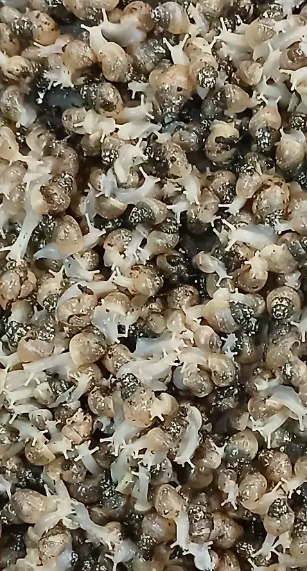 بچه حلزون ۲۰ روزه|خزنده|تهران, مدائن|دیوار