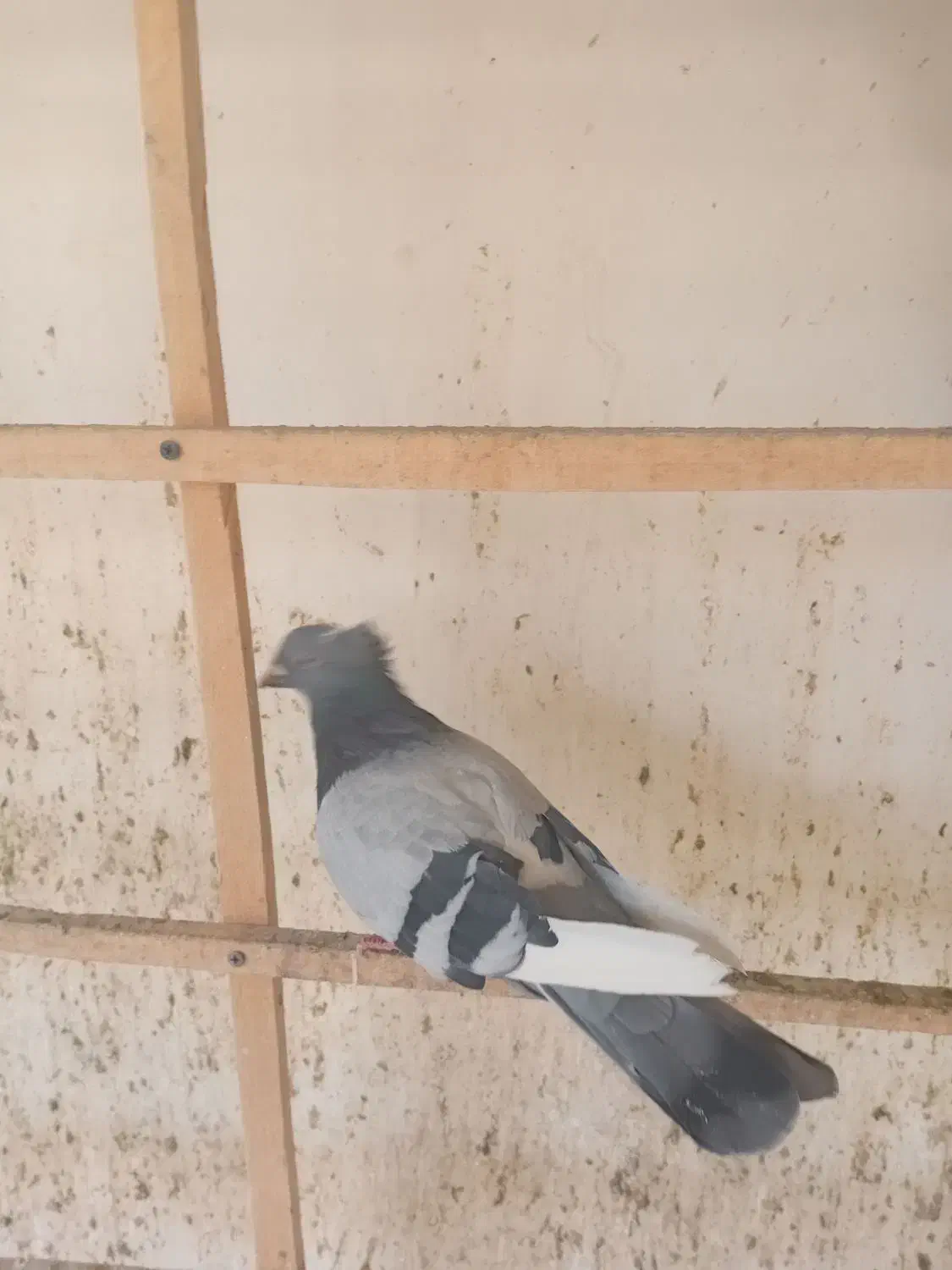 تعدادی کبوتر درجه یک|پرنده|ری, حمزهآباد|دیوار