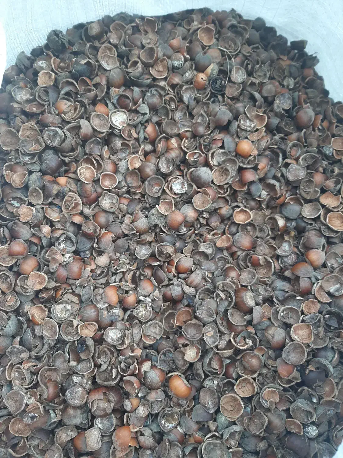 مغز گیری فندق سیاه|خوردنی و آشامیدنی|رحیمآباد, |دیوار