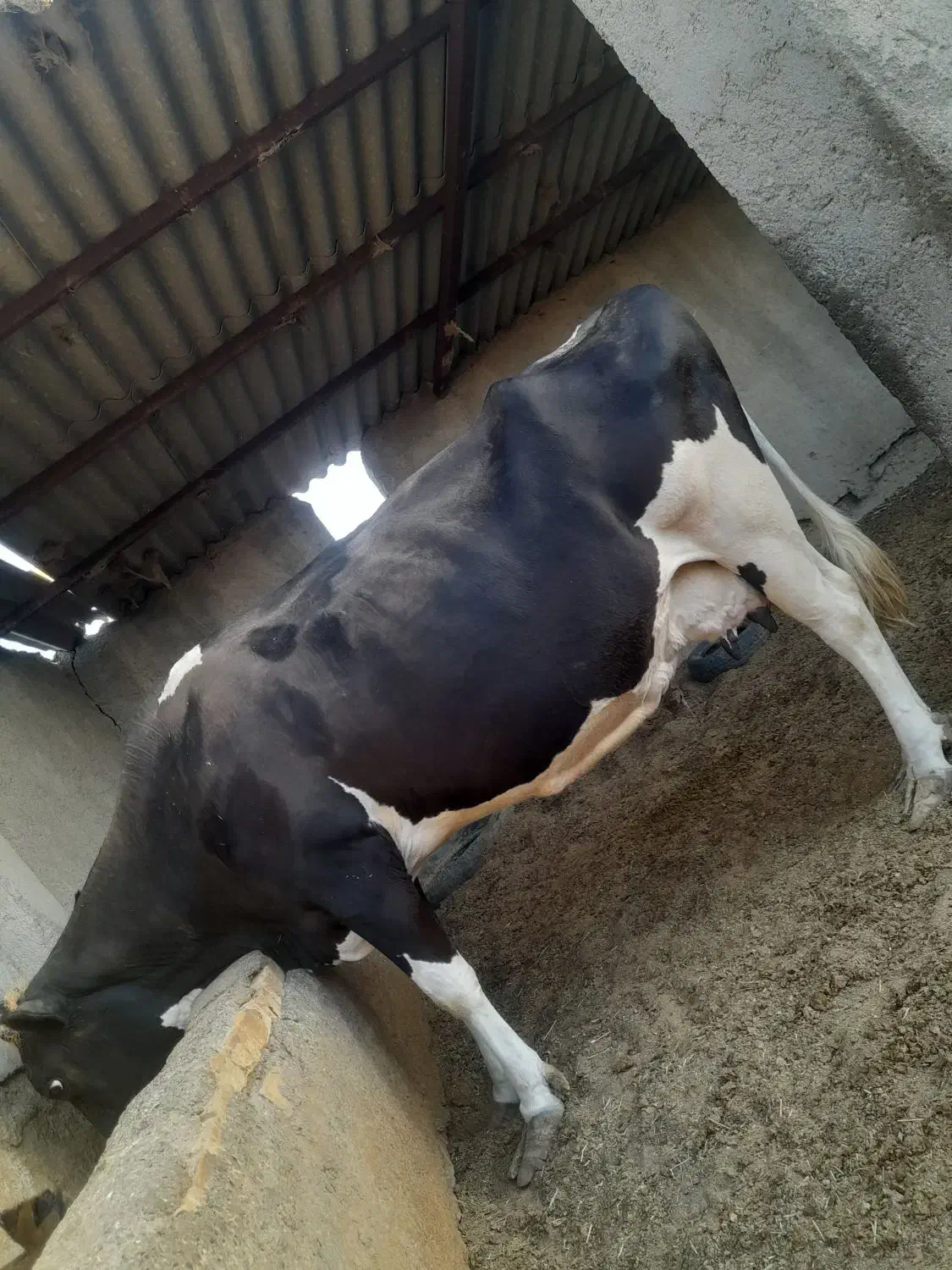 گاو شیری|حیوانات مزرعه|نیمروز, |دیوار