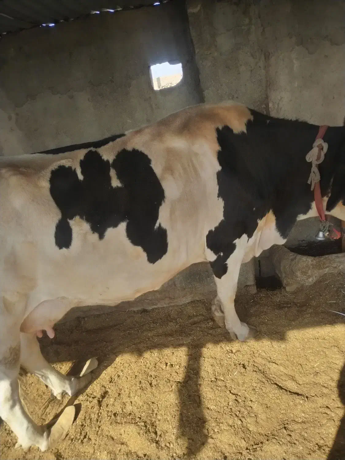 گاو شیری|حیوانات مزرعه|صابری, |دیوار