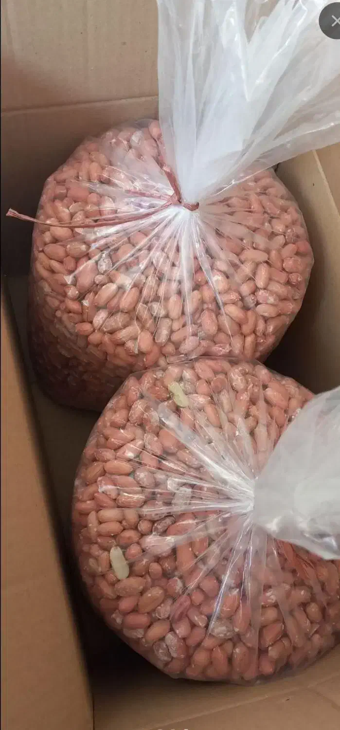 حراج بادام زمینی دشت مغان|حراج|خوی, |دیوار