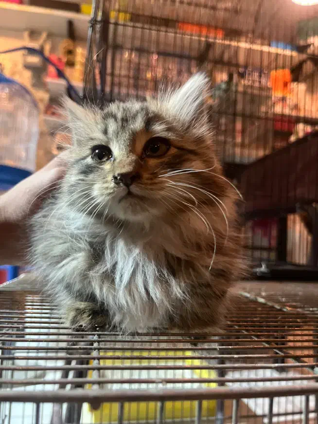 گربه|گربه|بیرجند, |دیوار