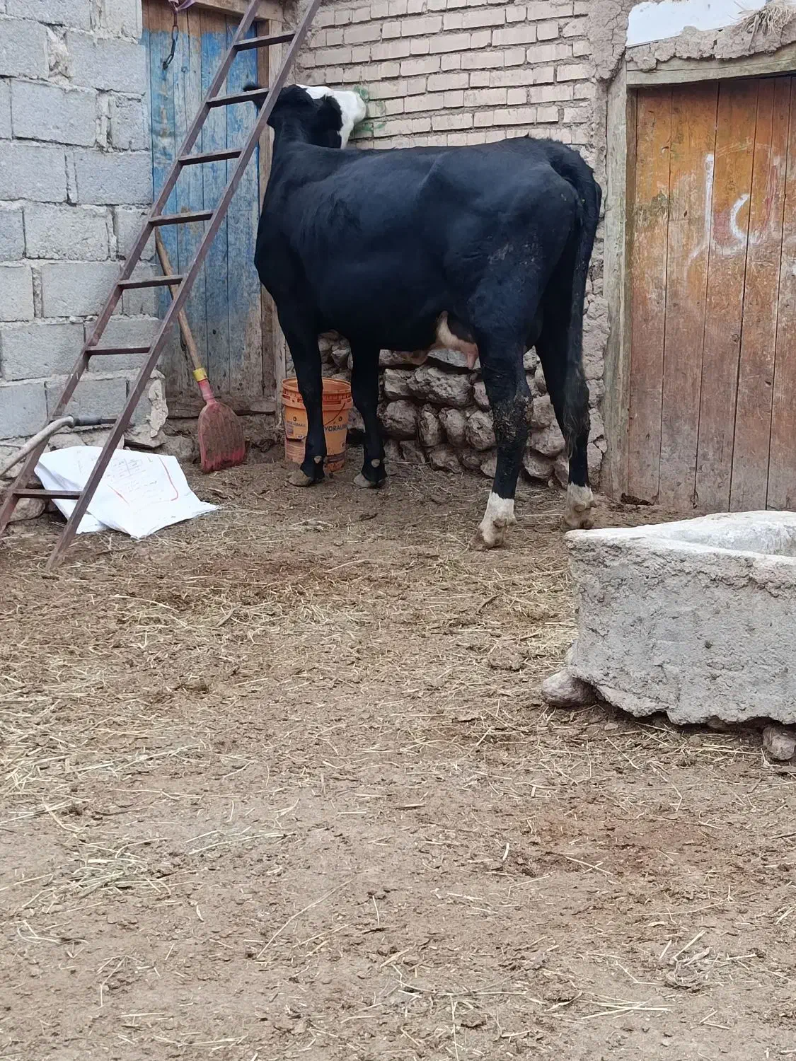 گاو سیمینتال با گوساله سیمینتال|حیوانات مزرعه|ماهنشان, |دیوار