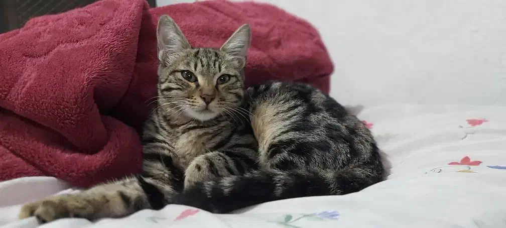 گربه پلنگی بسیار زیبا|گربه|رشت, چله خانه|دیوار