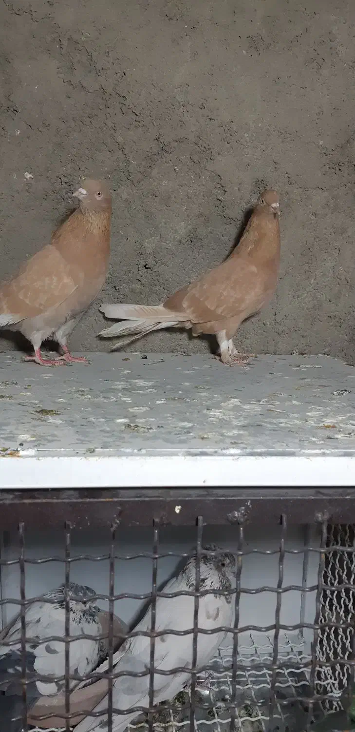 کبوتر زردی|پرنده|نسیم‌شهر, |دیوار