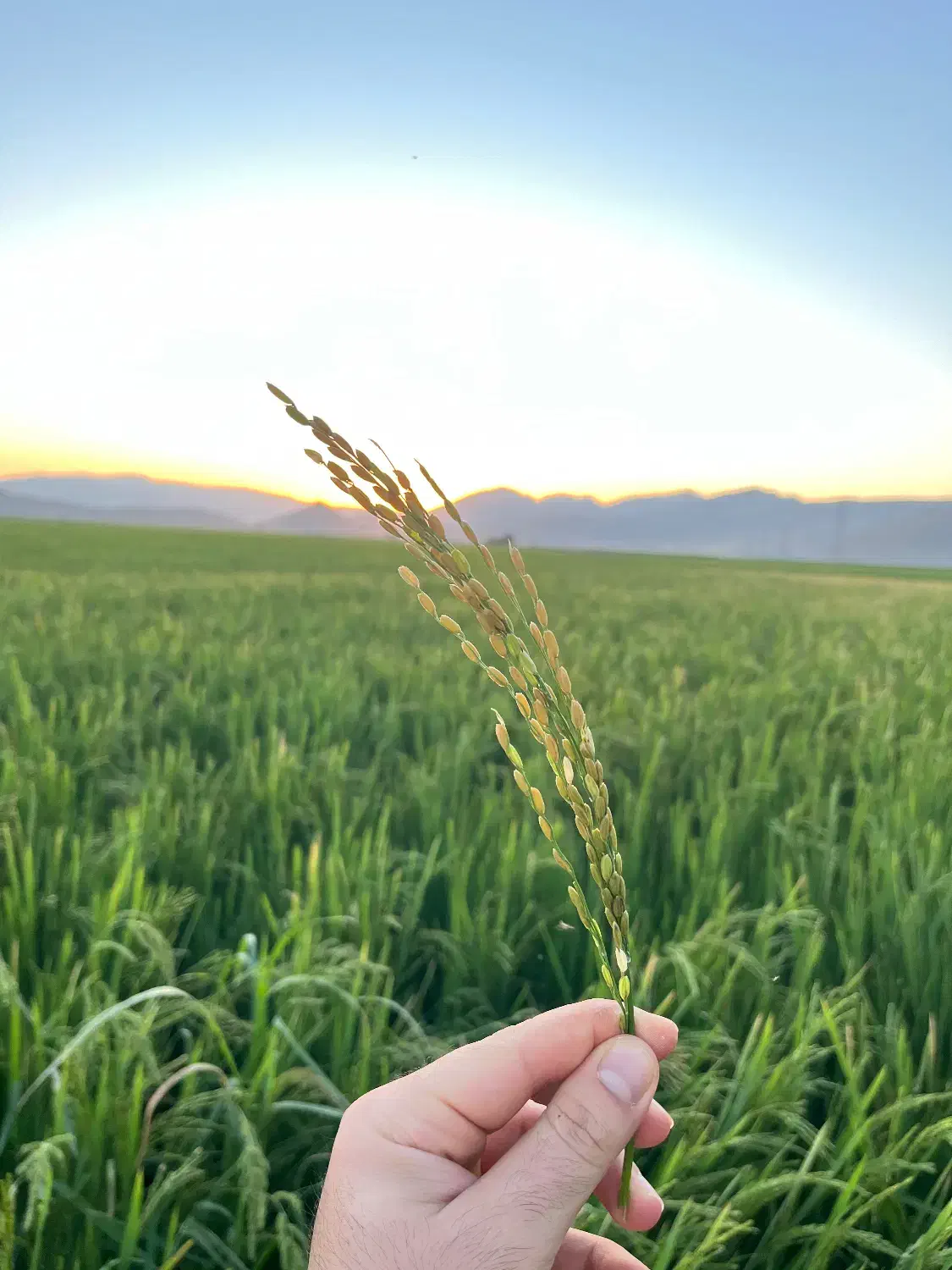 برنج کامفیروزی چمپا|خوردنی و آشامیدنی|شیراز, شهرک سراج‎|دیوار