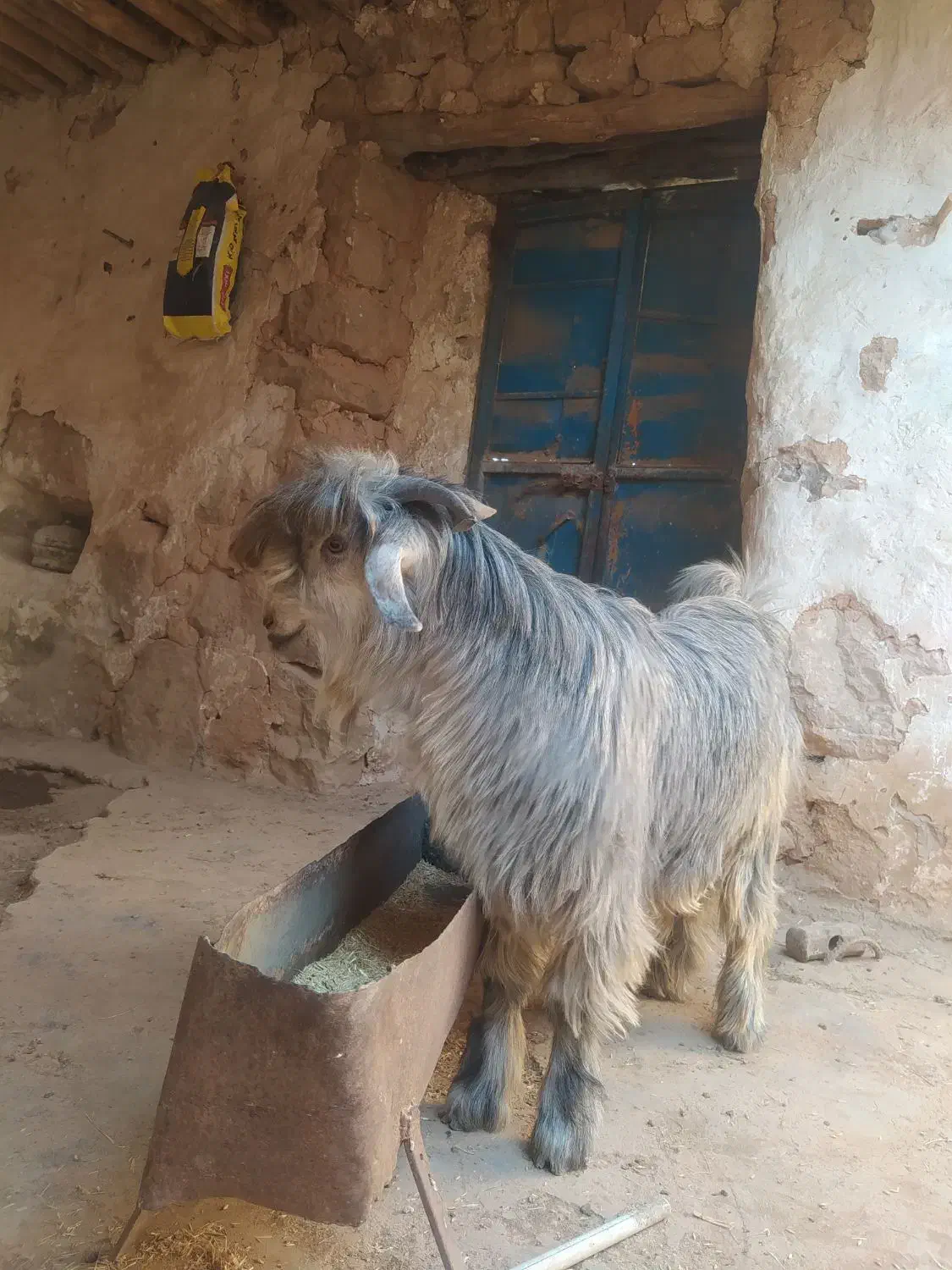 بیگ|حیوانات مزرعه|ایذه, |دیوار