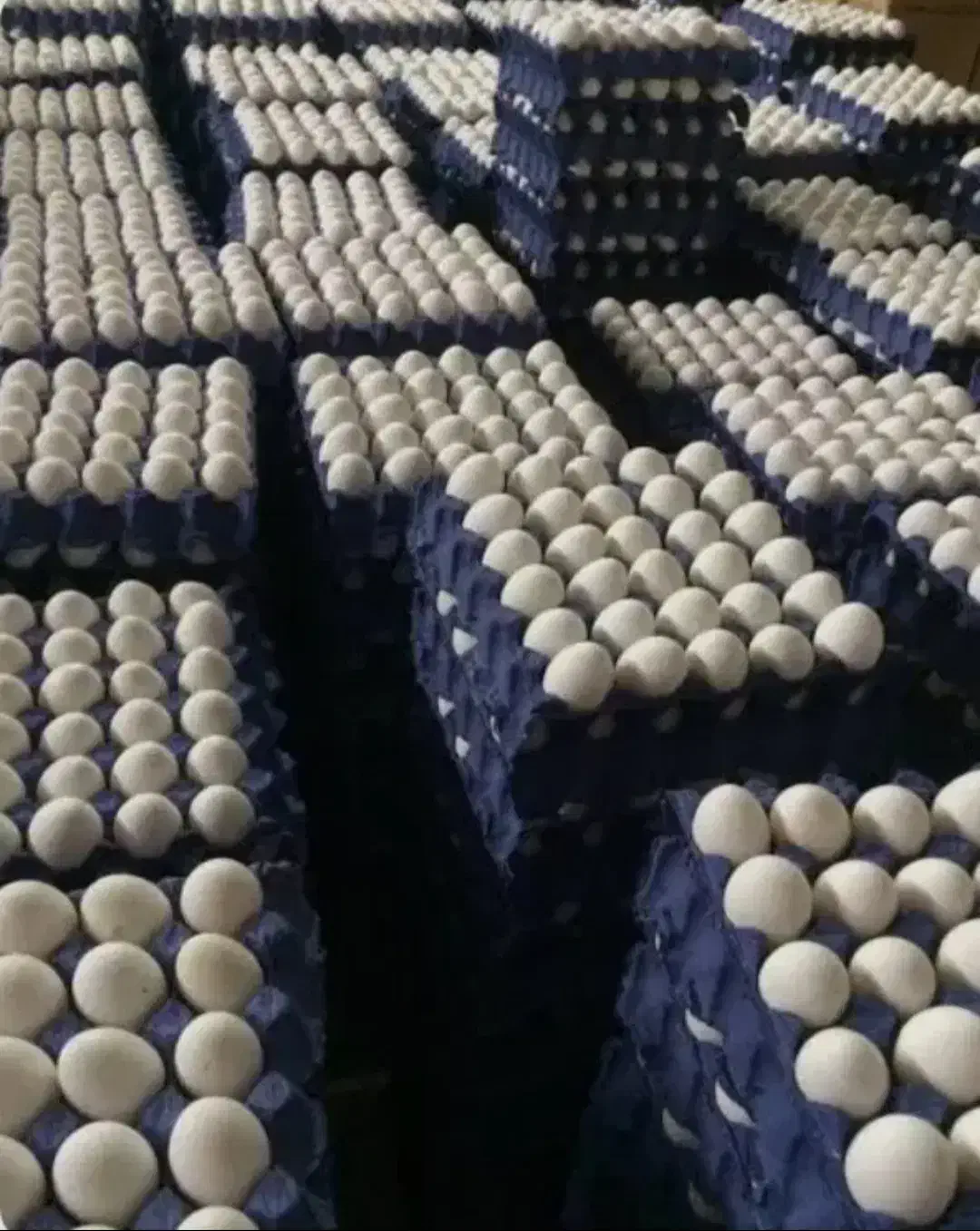 فروش تخم مرغ سیمرغ روز|خوردنی و آشامیدنی|اصفهان, محمودآباد|دیوار