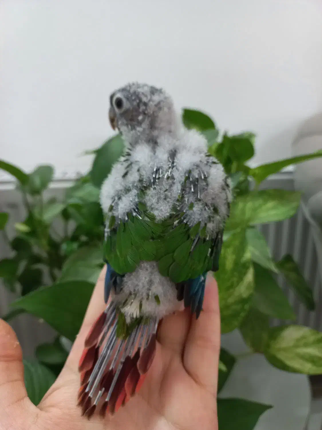 جوجه گرینچیک سرلاکی|پرنده|قم, شاه سید علی|دیوار