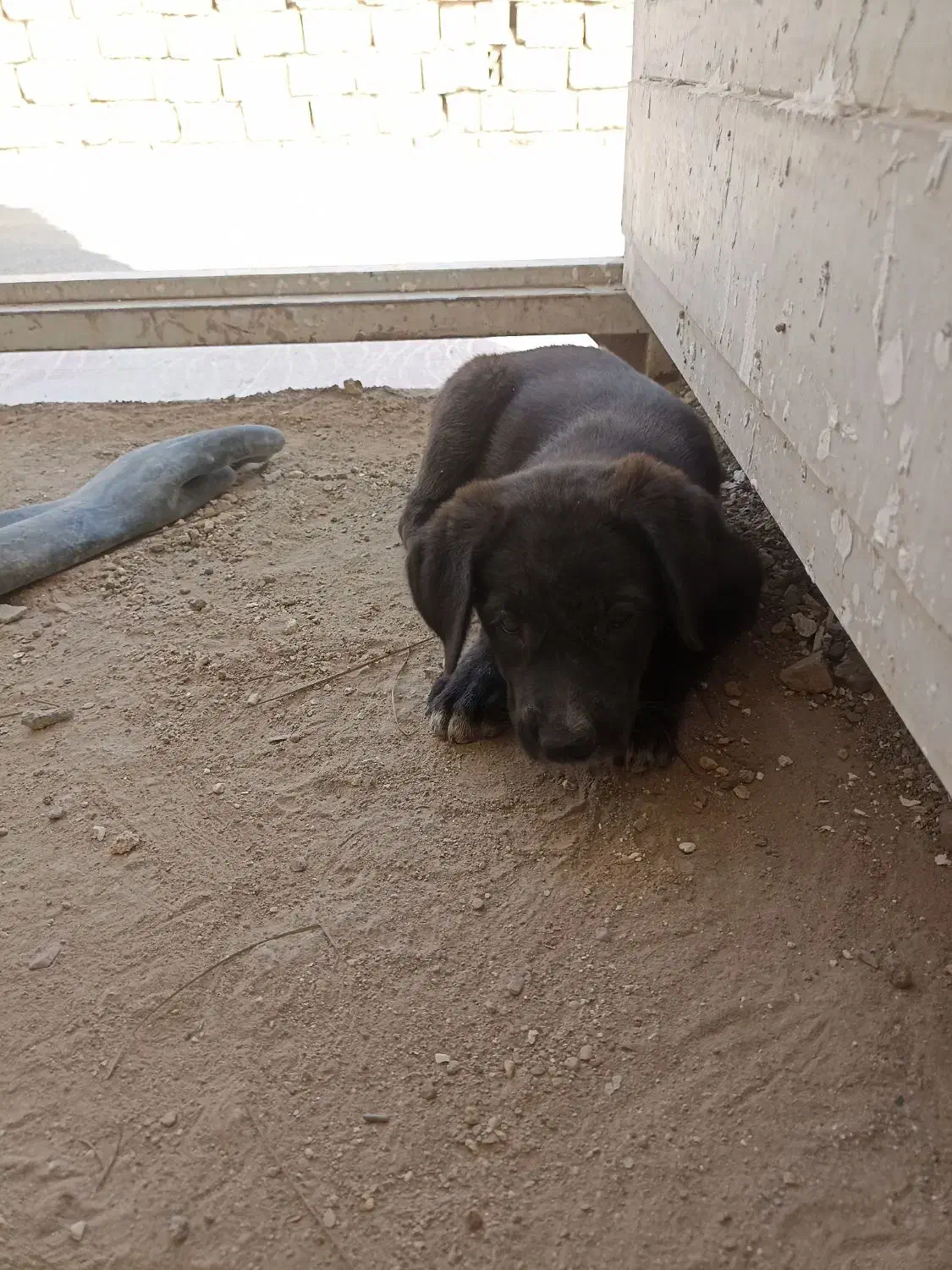 توله قدرجونی|سگ|یزد, |دیوار