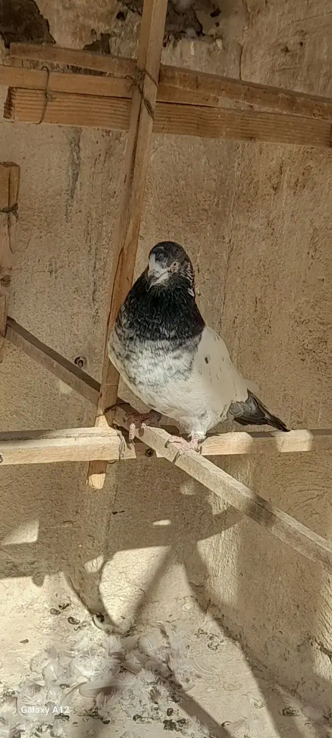 کبوتر   کفتر|پرنده|تهران, مسعودیه|دیوار