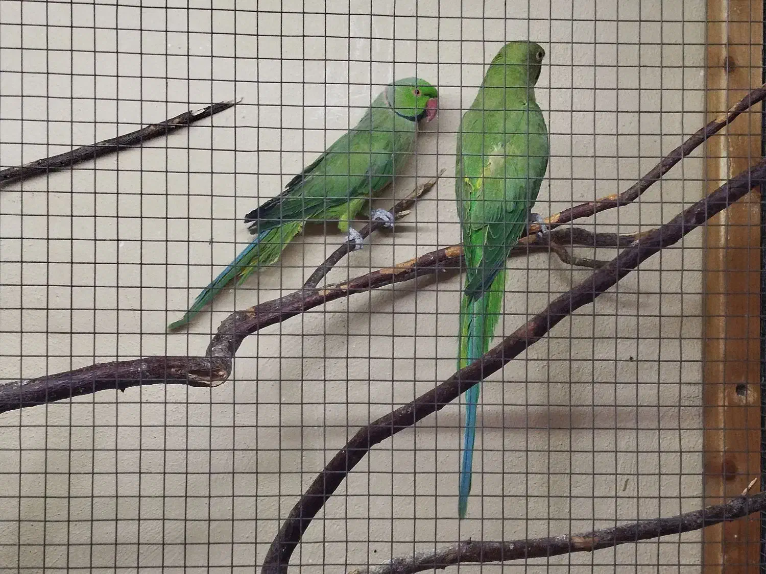 یک جفت ملنگو و هفت عدد عروس هلندی|پرنده|خسروشاه, |دیوار