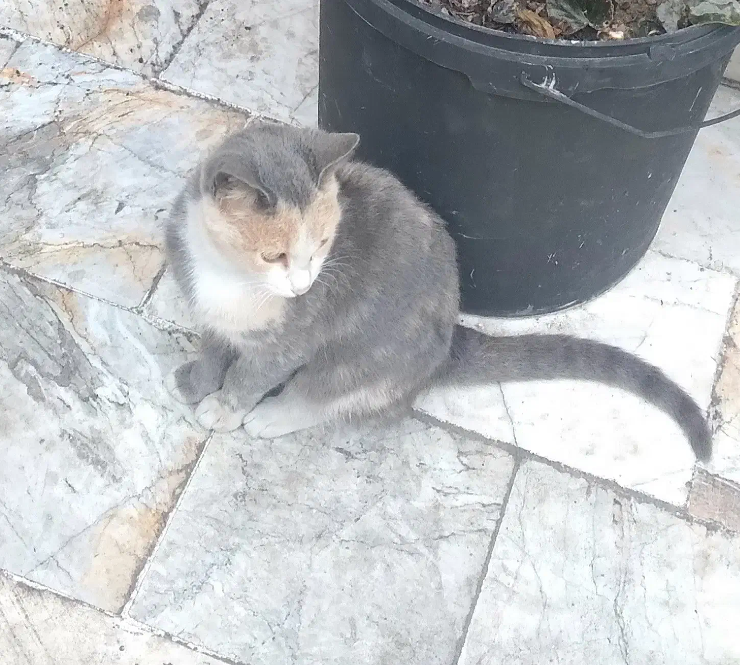 بچه گربه ی بسیار زیبا و پر جنب و جوش|گربه|تنکابن, |دیوار