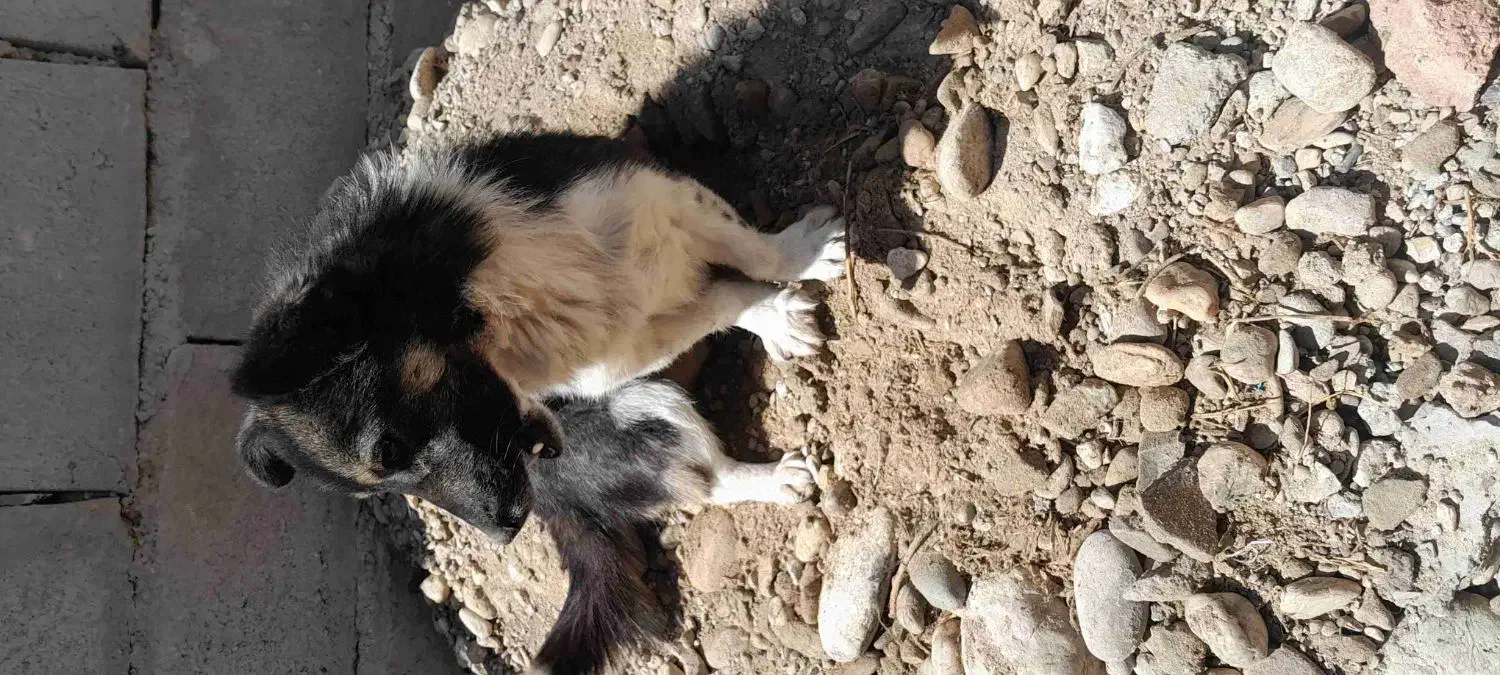 پاکوتاه|سگ|ملکان, |دیوار