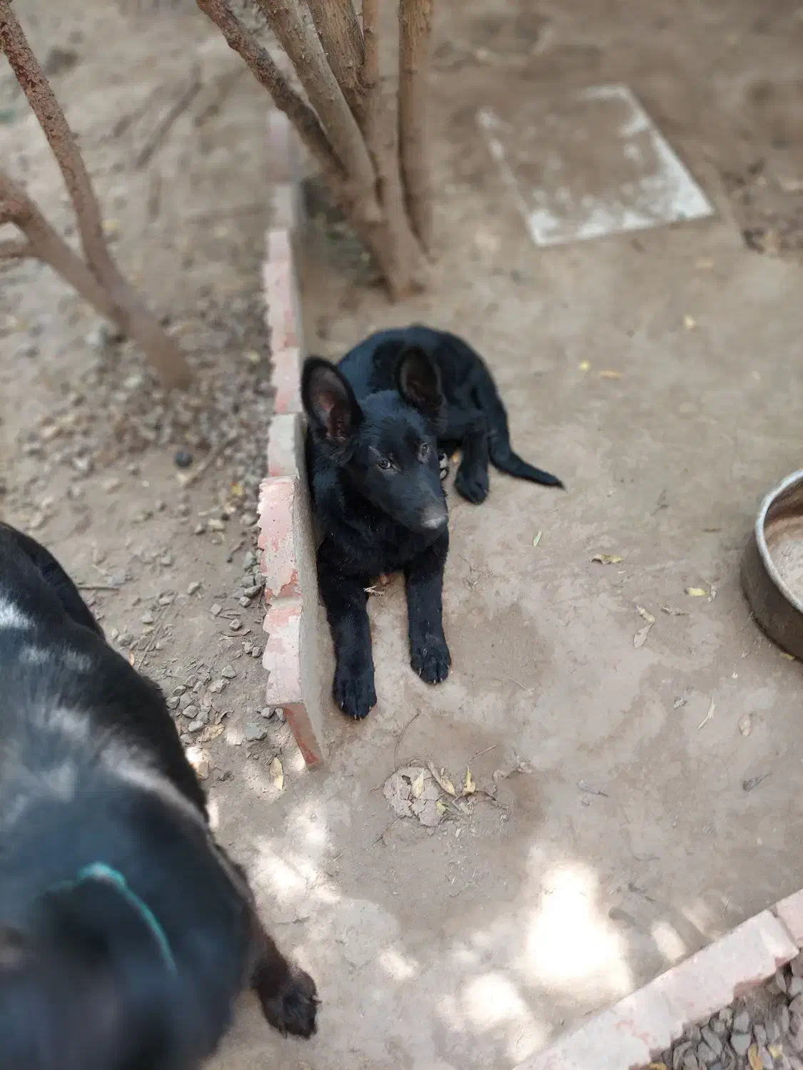 توله ژرمن های یکساله و ۷ ماهه|سگ|فریدون‌کنار, |دیوار