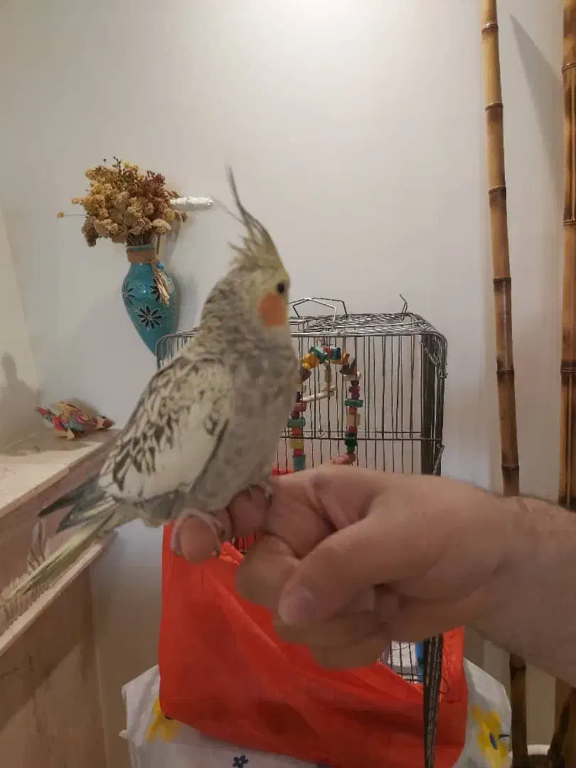 عروس هلندی|پرنده|تهران, بنی‌هاشم|دیوار