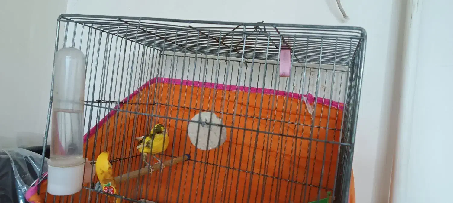 یه ماده مسکوی معاوضه فقط با عروس هلندی ماده|پرنده|کوهدشت, |دیوار