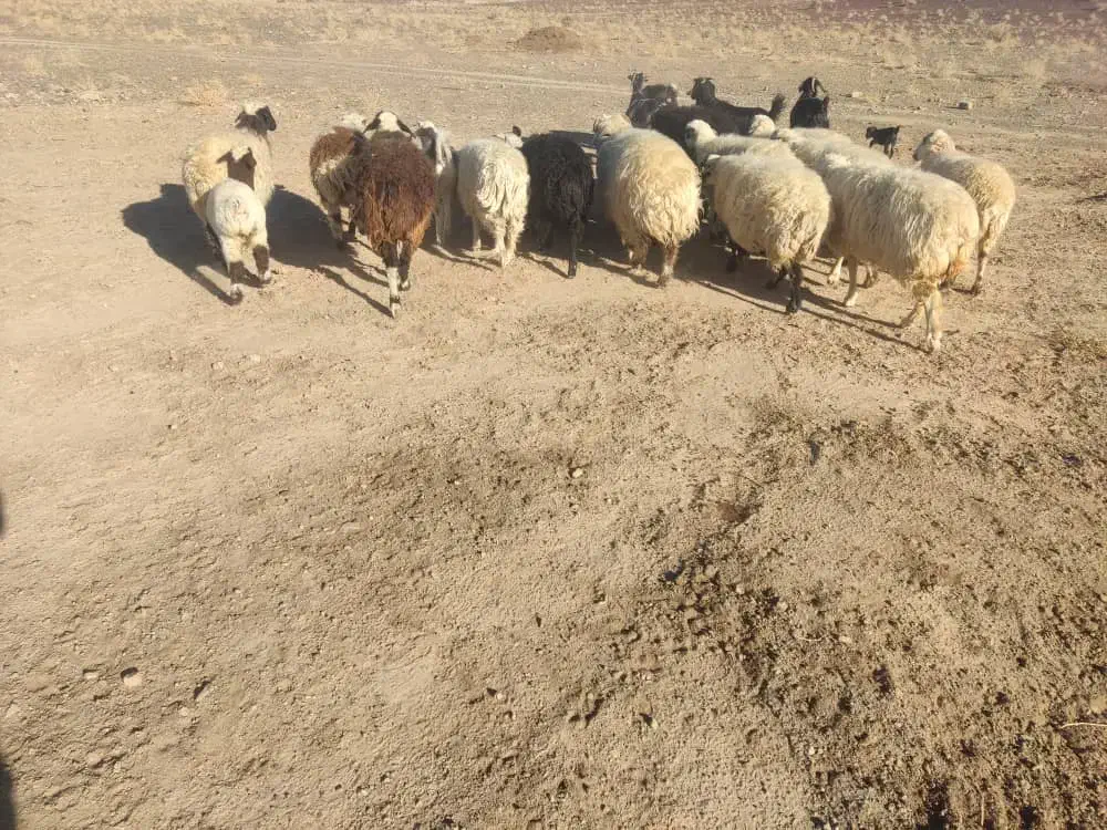 فروش میش بره دار|حیوانات مزرعه|نیریز, |دیوار