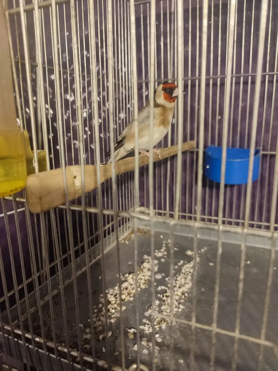 سیره قیره سه ساله خوش صدا تازه تخت|پرنده|سقز, |دیوار