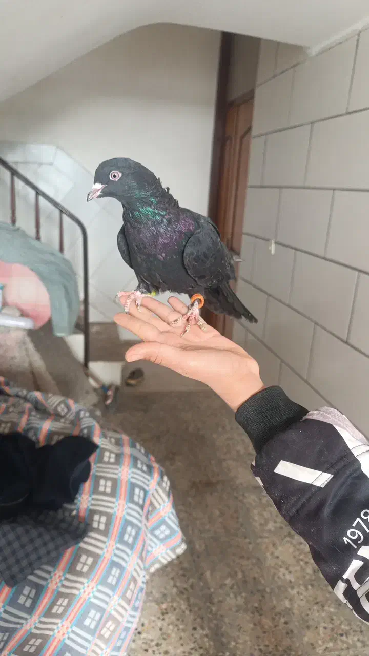 کبوتر ماده|حیوانات|شهرکرد, |دیوار