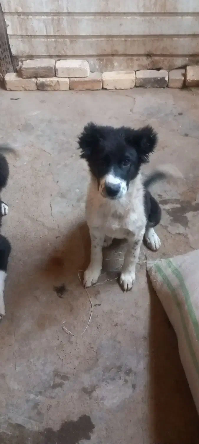 توله سگ مادر سرابی پدر قدر جونی|سگ|قنوات, |دیوار