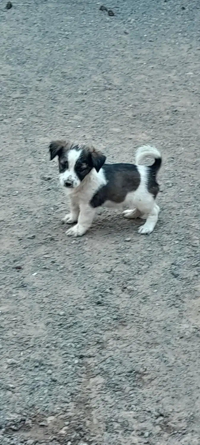 سگ پاپی|سگ|زاوه, |دیوار