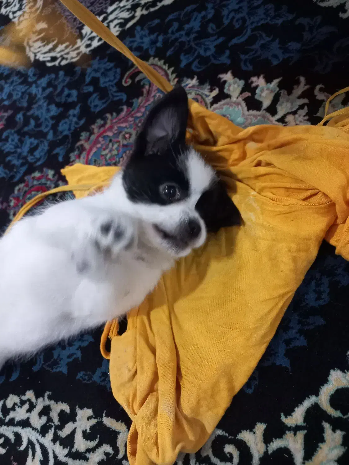 توله سگ|سگ|مشکین‌دشت, |دیوار