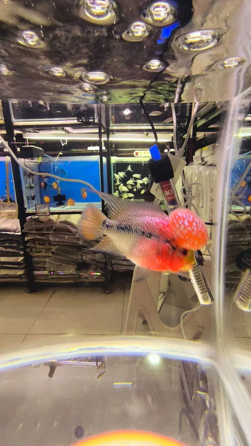 فلاور درجه یک|ماهی|فولادشهر, B4|دیوار