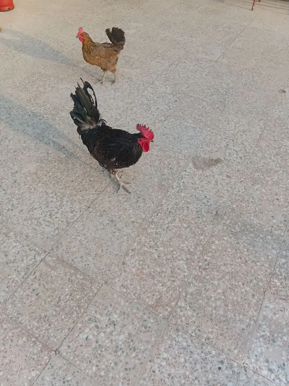 خروس سیاه جوان سرحال|حیوانات مزرعه|بندر گناوه, |دیوار