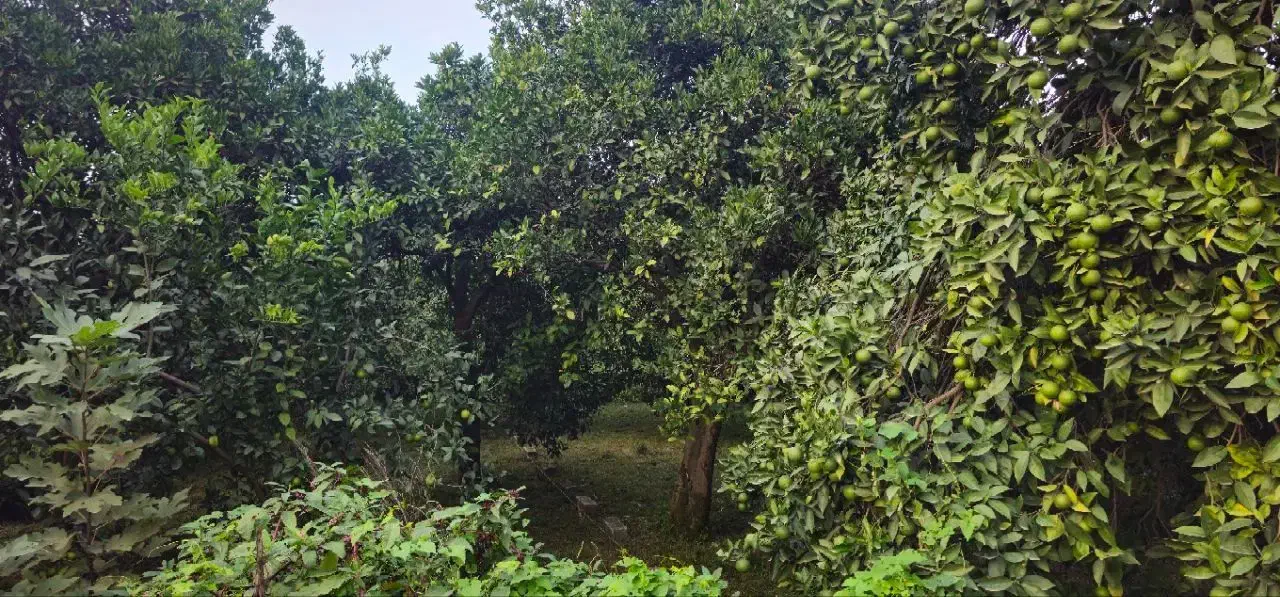 زمین مسکونی بر خیابان،مناسب برای ویلا سازی|فروش زمین و ملک کلنگی|چابکسر, |دیوار
