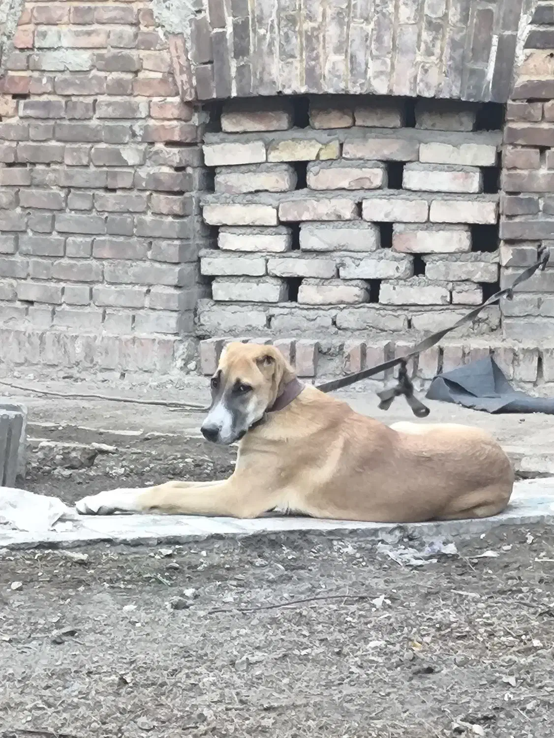 واگذاری ماده توله سگ نگهبان|سگ|تهران, فردوسی|دیوار