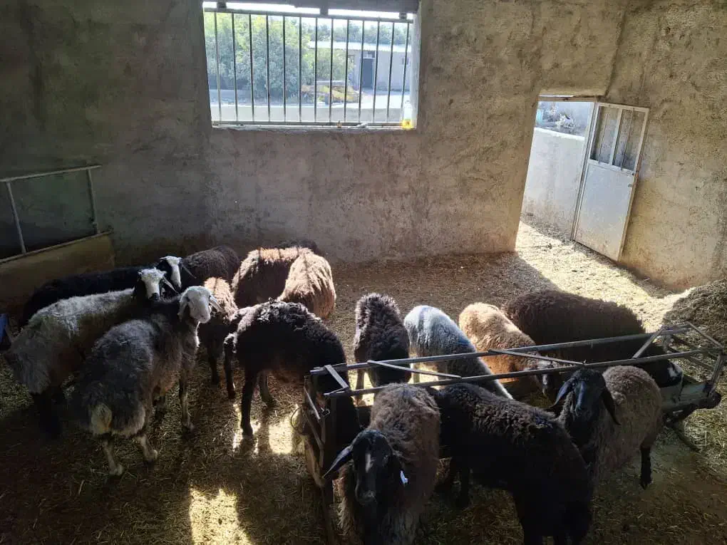 گوسفند زنده باقصاب شبانه روزی|حیوانات مزرعه|نسیمشهر, |دیوار