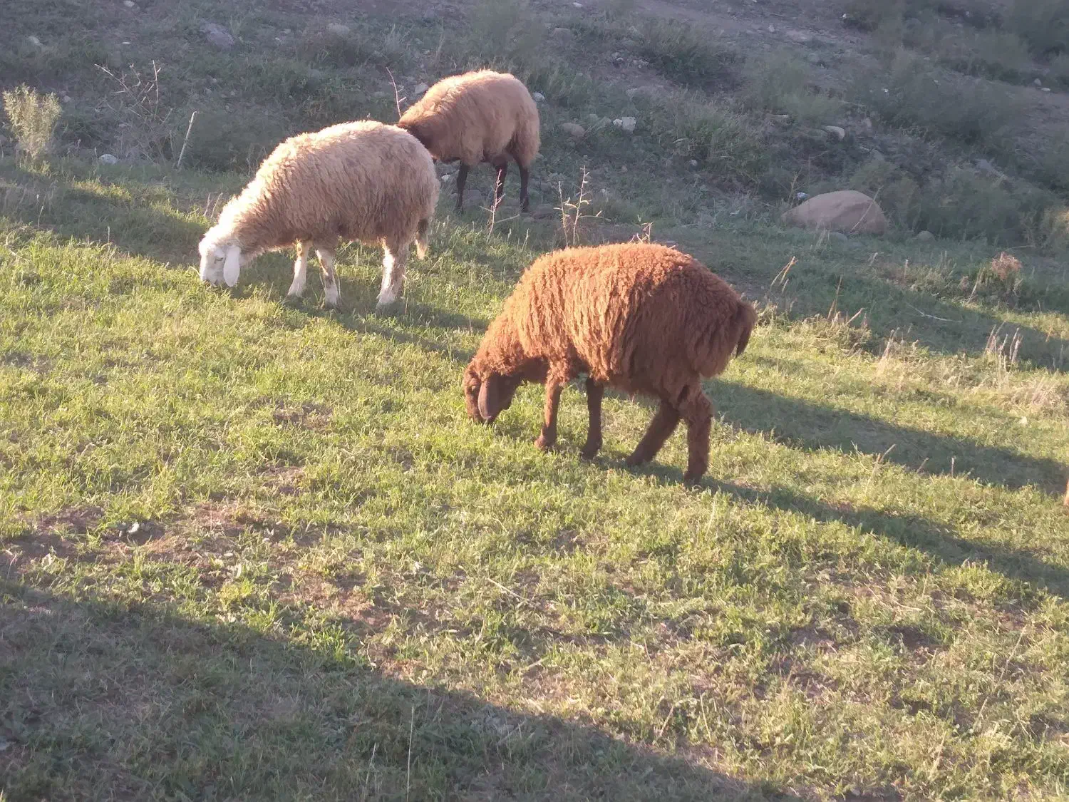 بره نر|حیوانات مزرعه|دره رود, |دیوار