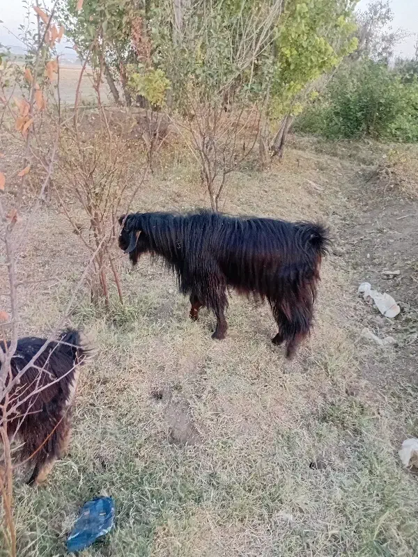 3راس چپش نر|حیوانات مزرعه|کنگاور, |دیوار