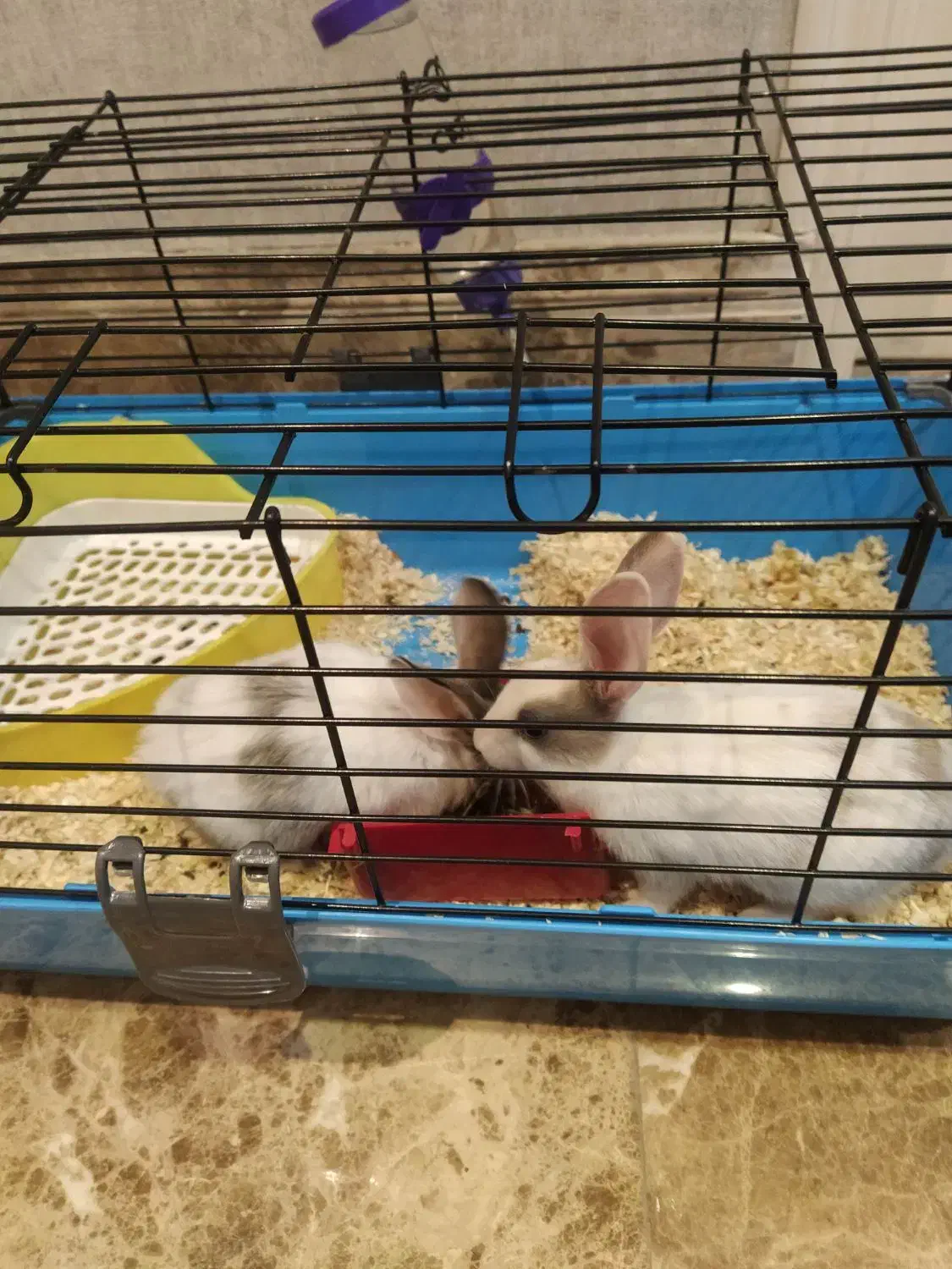 ۲ خرگوش زیبا و با هوش|موش و خرگوش|تهران, اقدسیه|دیوار