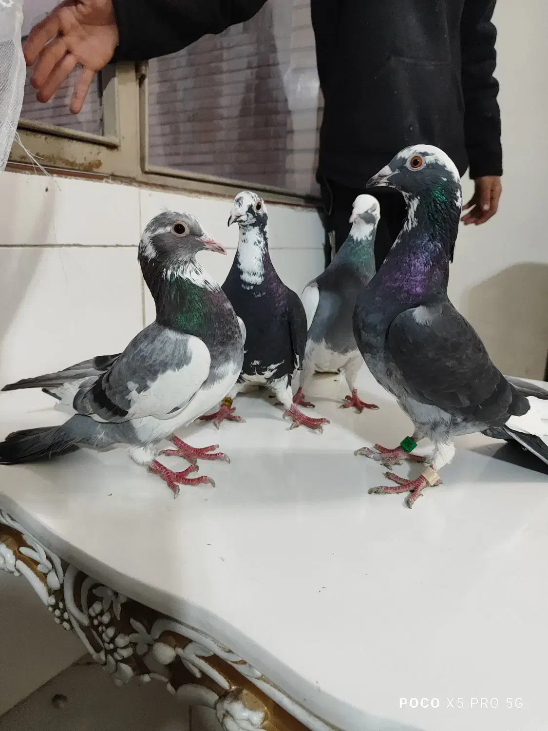 کبوتر|پرنده|اصفهان, حصه جنوبی|دیوار