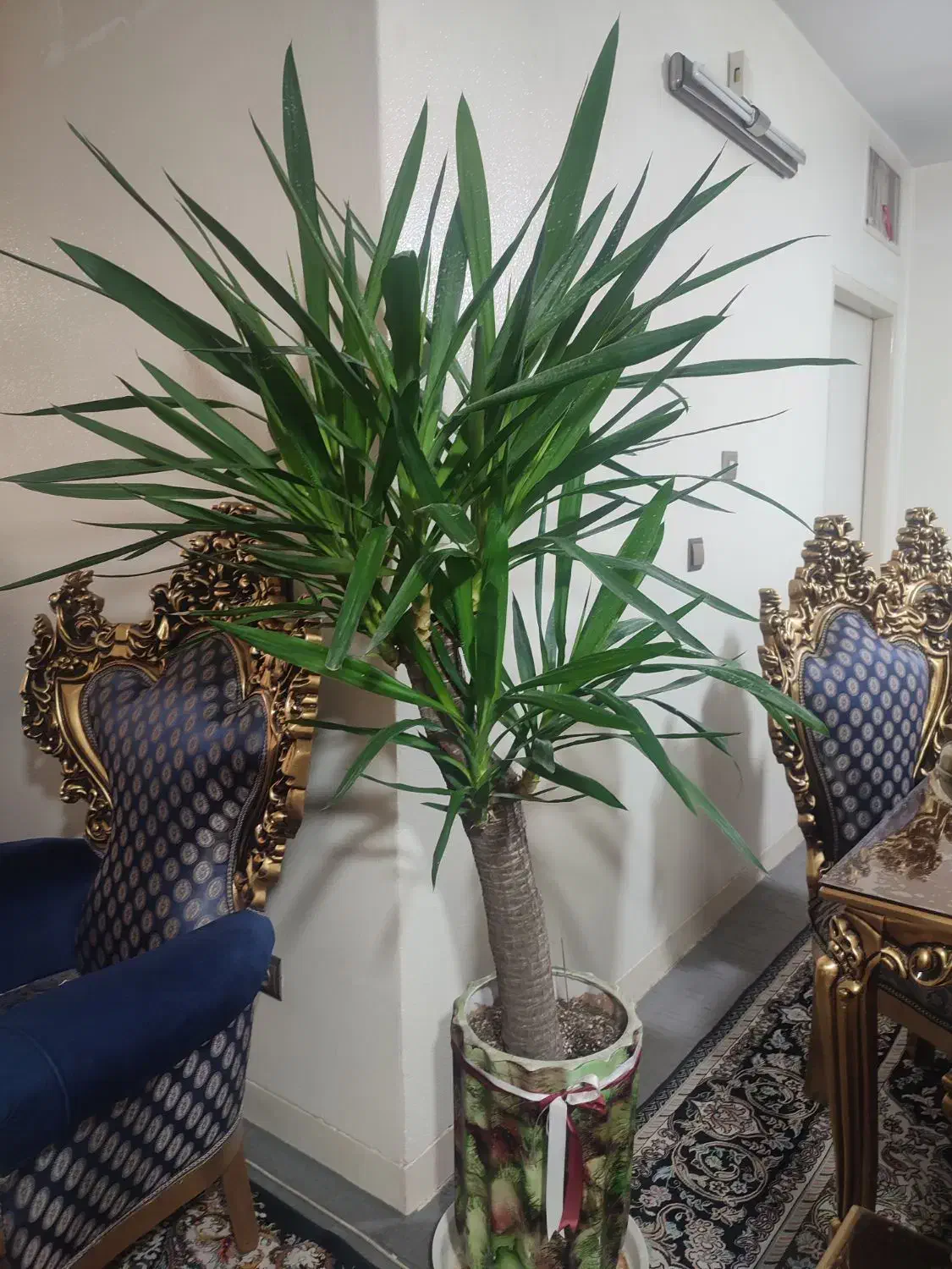 گل وگیاه|گل و گیاه طبیعی|شاهینشهر, بنیاد ازدواج|دیوار