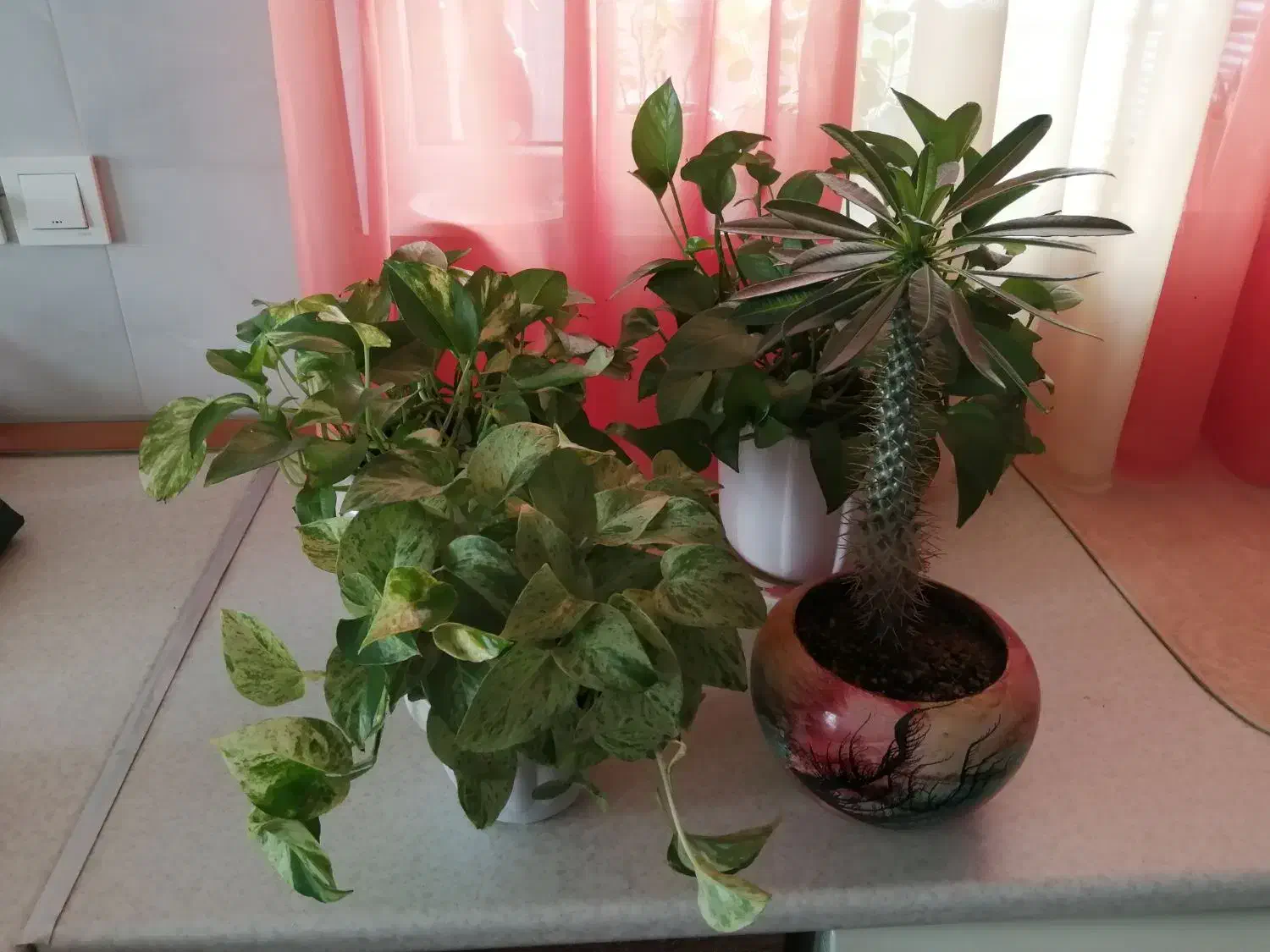 گل و گلدانهای زیبا|گل و گیاه طبیعی|کرمانشاه, |دیوار