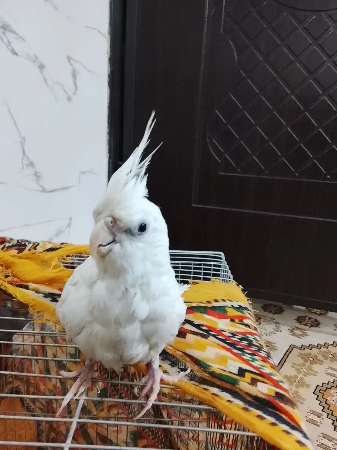 عروس هلندی|پرنده|اراک, |دیوار