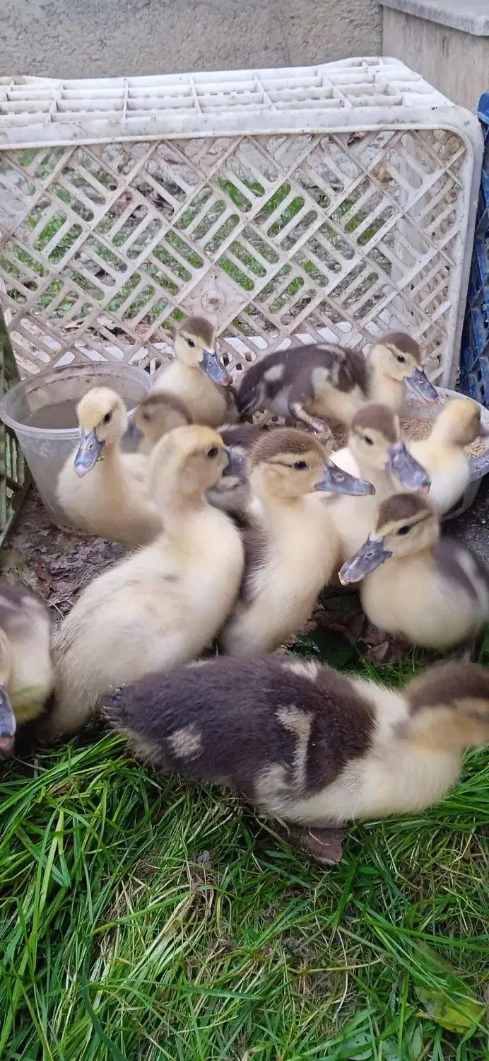 جوجه اردک خارجی|حیوانات مزرعه|قائمشهر, |دیوار