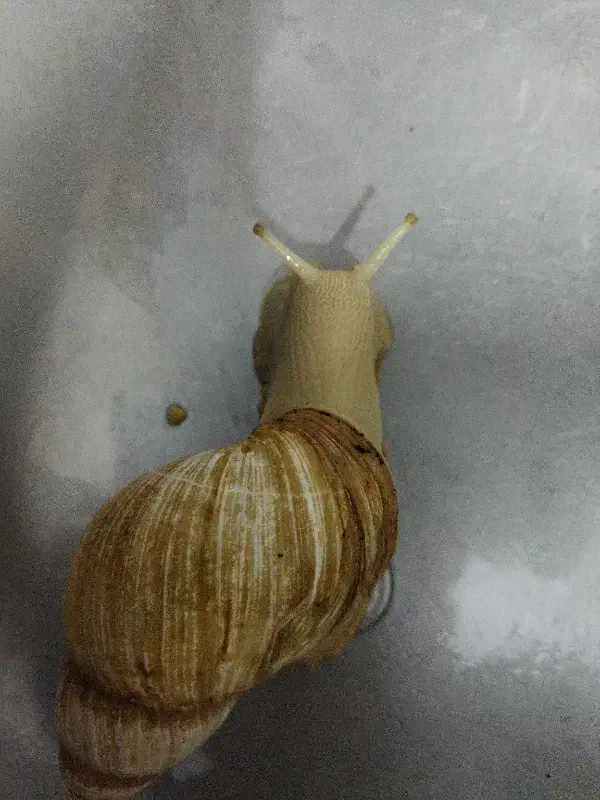 حلزون|خزنده|فسا, |دیوار