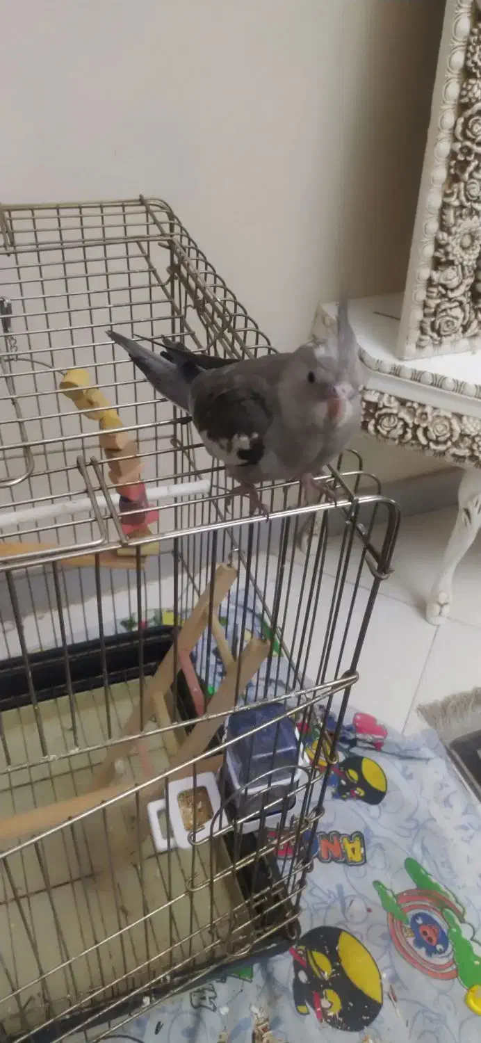 عروس هلندی سه ماهه دونه خور سالم وبازیگوش|پرنده|محمدشهر, شهرک پیام (مهرالبرز)|دیوار