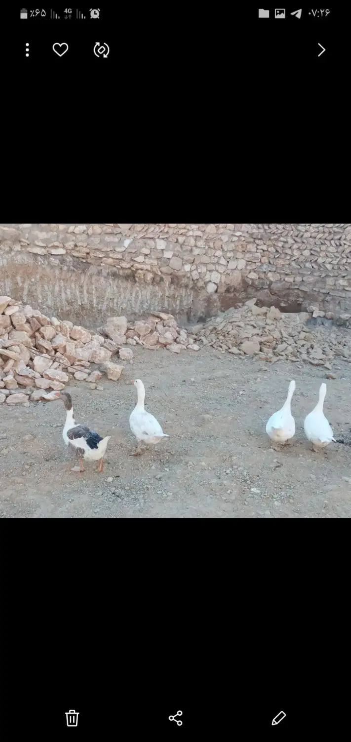 غاز|پرنده|دیواندره, |دیوار