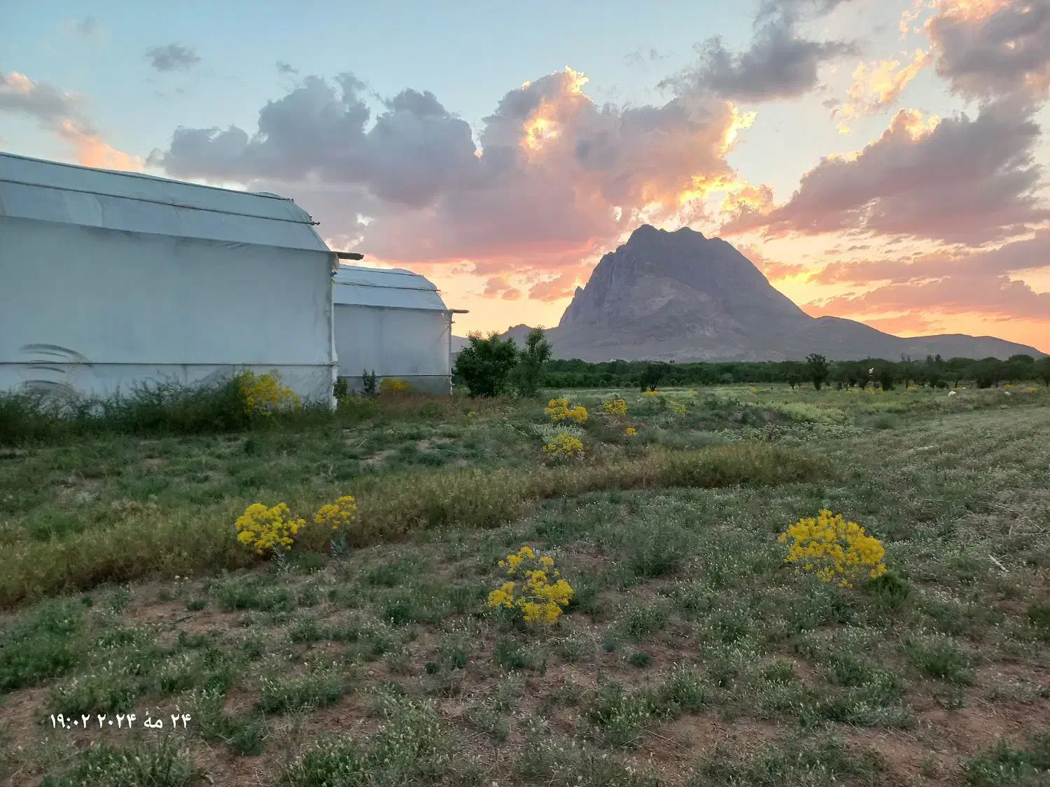 فروش زمین گلخانه( باغ )|فروش دفتر صنعتی، کشاورزی، تجاری|نجف‌آباد, امام خمینی|دیوار