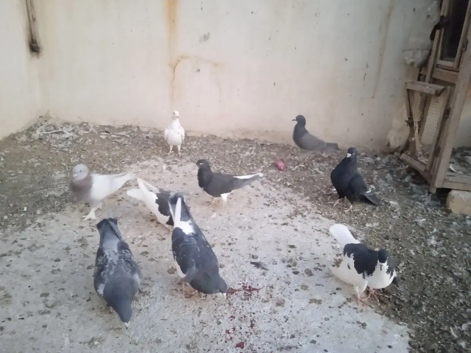 کفتر کبوتر|پرنده|شیراز, ویلاشهر|دیوار