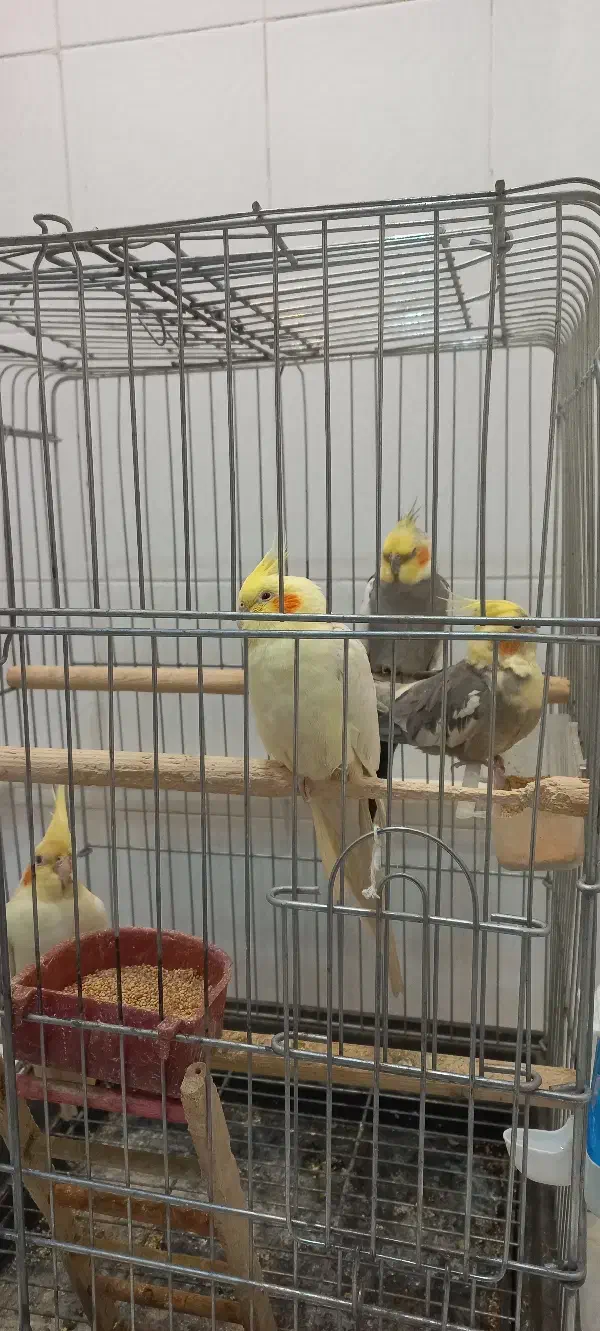 عروس هلندی|پرنده|محمدشهر, محمدشهر|دیوار