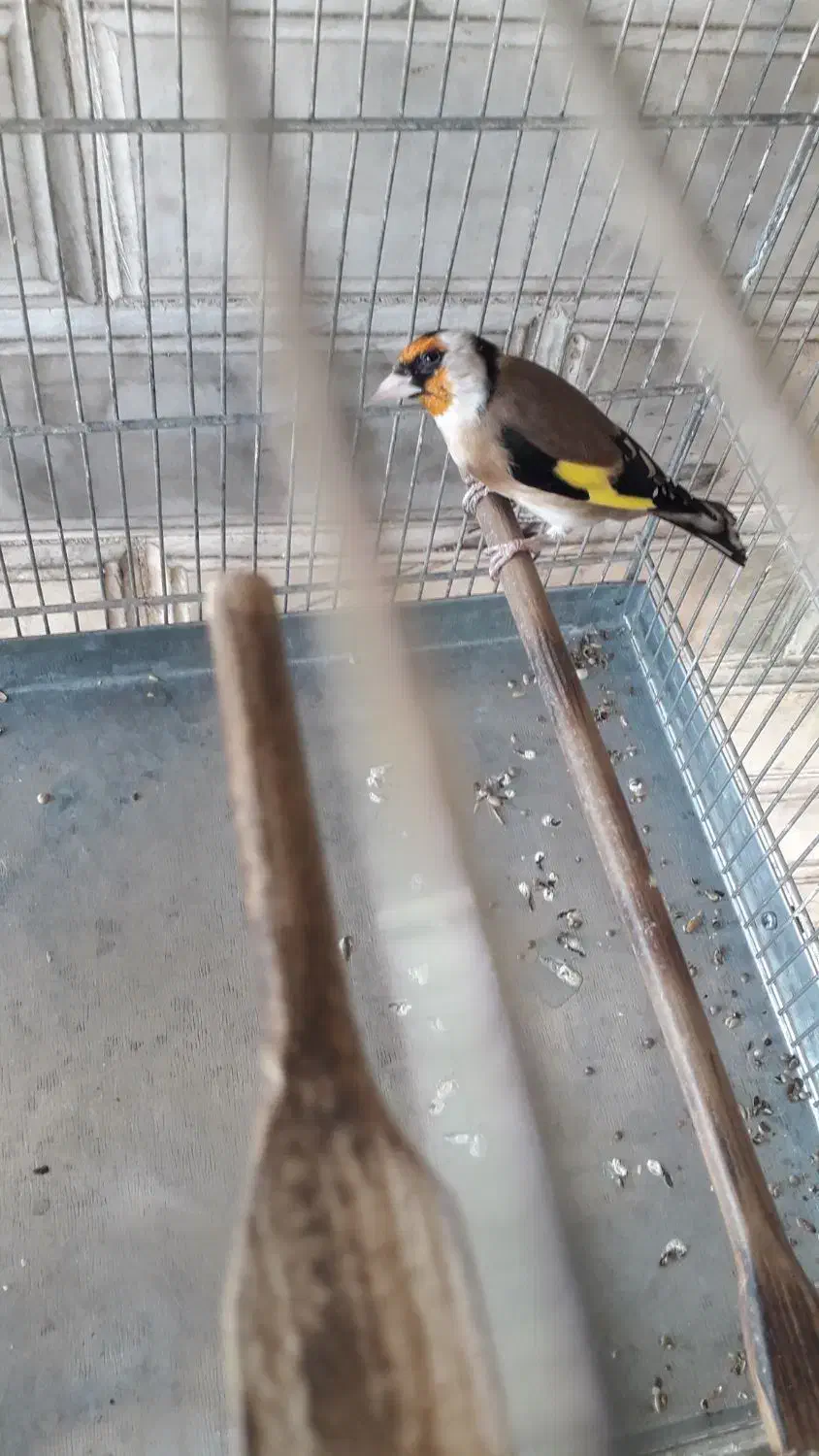 سهره نرمتولد قفس|پرنده|شهریار, شهرک امیریه|دیوار