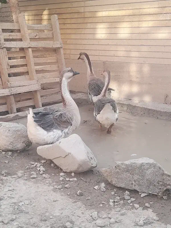 قوغاز و اردک درشت|حیوانات مزرعه|کاشان, حسن آباد|دیوار