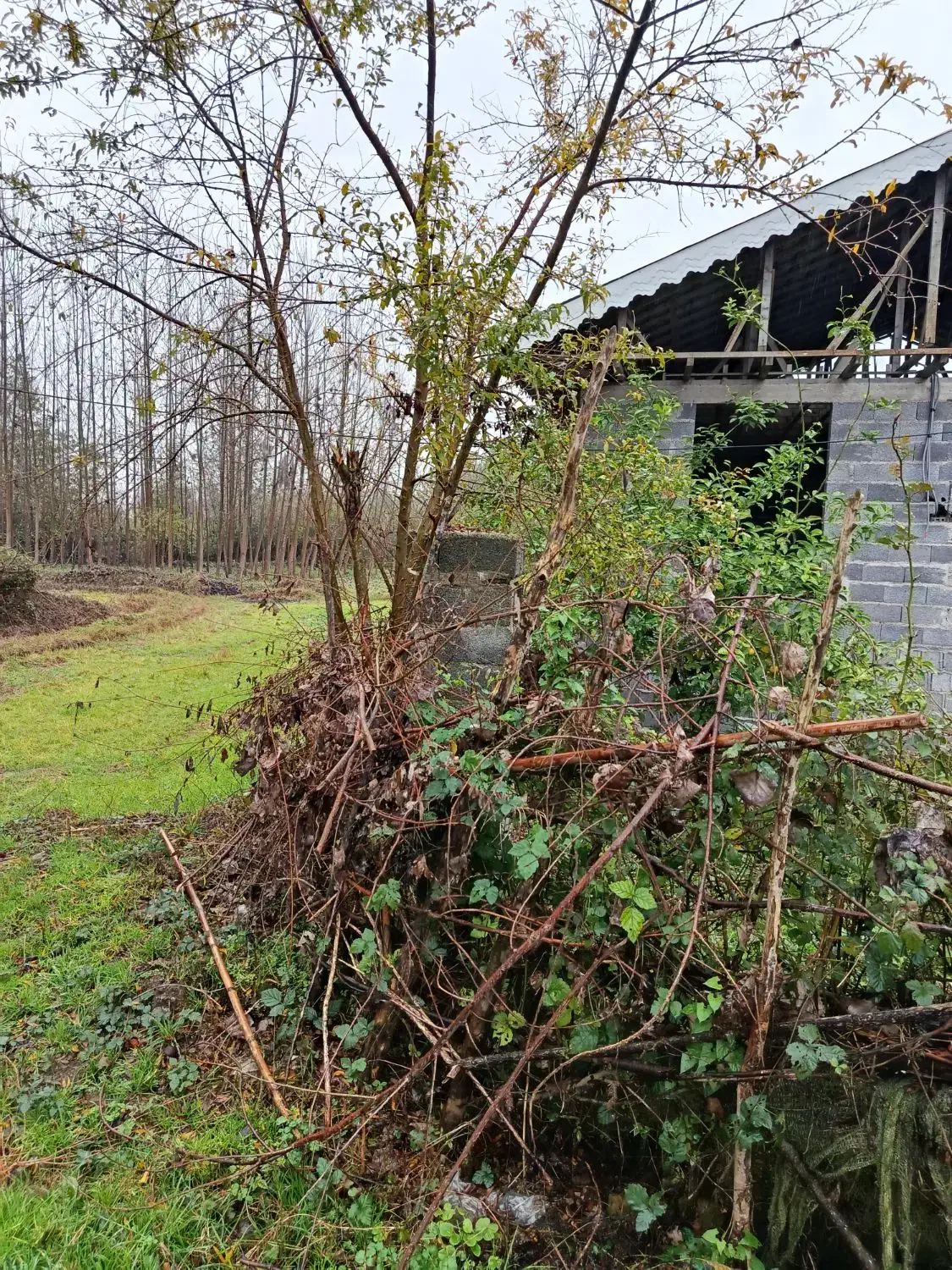 فروش ویلا 210 متری بابنای 85 متری ویو ابدی شالیزار|فروش خانه و ویلا|لشت نشا, |دیوار